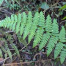 Dryopteris carthusiana (Vill.) H.P. FuchsDryopteris carthusiana (Vill.) H.P. Fuchs