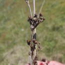 Juncus acutus L. subsp. leopoldi (Parl.) SnogerupJuncus acutus L. subsp. leopoldi (Parl.) Snogerup