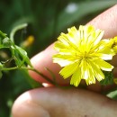 Lapsana communis L.Lapsana communis L.