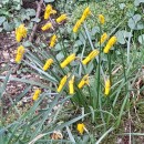 Narcissus cyclamineus DC.Narcissus cyclamineus DC.