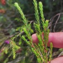 Erica erigena R. Ross R.RossErica erigena R. Ross R.Ross