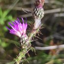 Cirsium palustre (L.) Scop.Cirsium palustre (L.) Scop.