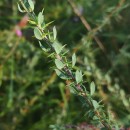Genista berberidea LangeGenista berberidea Lange