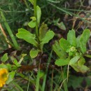 Coleostephus myconis (L.) Reichenb. fil.Coleostephus myconis (L.) Reichenb. fil.