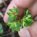 Euphorbia peplus L.Euphorbia peplus L.