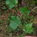 Betula celtiberica Rothm. & Vasc.Betula celtiberica Rothm. & Vasc.