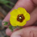 Tuberaria guttata (L.) Fourr.Tuberaria guttata (L.) Fourr.