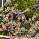 Sedum brevifolium DC.Sedum brevifolium DC.