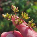 Peucedanum lancifolium LangePeucedanum lancifolium Lange