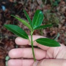 Euonymus japonicus L.Euonymus japonicus L.