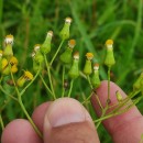 Senecio sylvaticus L.Senecio sylvaticus L.
