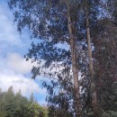 Eucalyptus obliqua L'Hér.Eucalyptus obliqua L'Hér.