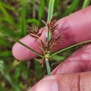 Cyperus longus L.Cyperus longus L.