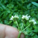 Valeriana dioica L.Valeriana dioica L.