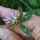 Trifolium pratense L.Trifolium pratense L.