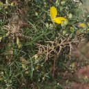 Ulex europaeus L. subsp. europaeusUlex europaeus L. subsp. europaeus
