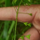 Capsella bursa-pastoris (L.) Medik.Capsella bursa-pastoris (L.) Medik.