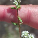 Corrigiola litoralis L.Corrigiola litoralis L.