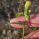 Sonchus oleraceus L.Sonchus oleraceus L.