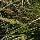 Carex paniculata L. subsp. lusitanica (Schkuhr) MaireCarex paniculata L. subsp. lusitanica (Schkuhr) Maire
