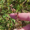 Artemisia crithmifolia L.Artemisia crithmifolia L.