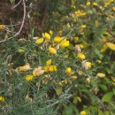 Ulex europaeus L. subsp. latebracteatus (Mariz) Rothm.Ulex europaeus L. subsp. latebracteatus (Mariz) Rothm.