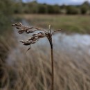 Schoenoplectus lacustris (L.) PallaSchoenoplectus lacustris (L.) Palla