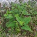Scrophularia scorodonia L.Scrophularia scorodonia L.