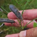 Cytisus scoparius (L.) LinkCytisus scoparius (L.) Link