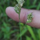 Dactylis glomerata LDactylis glomerata L