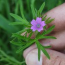 Geranium dissectum L.Geranium dissectum L.