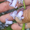 Hyacinthoides non-scripta (L.) Chouard ex Rothm.Hyacinthoides non-scripta (L.) Chouard ex Rothm.