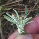 Gnaphalium uliginosum L.Gnaphalium uliginosum L.