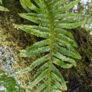Polypodium cambricum  L.Polypodium cambricum L.