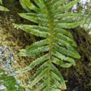 Polypodium cambricum  L.Polypodium cambricum  L.