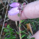 Daboecia cantabrica (Huds.) C. KochDaboecia cantabrica (Huds.) C. Koch