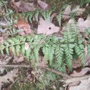 Asplenium obovatum Viv. subsp. billotii (F.W.Schultz) O.Bolòs, Vigo, Masalles & NinotAsplenium obovatum Viv. subsp. billotii (F.W.Schultz) O.Bolòs, Vigo, Masalles & Ninot