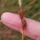 Carex binervis Sm.Carex binervis Sm.