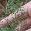 Foeniculum vulgare Mill.Foeniculum vulgare Mill.