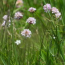 Armeria merinoi (Bernis) Nieto Fel. & Silva PandoArmeria merinoi (Bernis) Nieto Fel. & Silva Pando