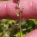 Myosotis discolor Pers. subsp. discolorMyosotis discolor Pers. subsp. discolor