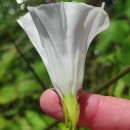 Calystegia sepium (L.) R. Br.Calystegia sepium (L.) R. Br.