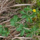 Potentilla erecta (L.) Raeusch.Potentilla erecta (L.) Raeusch.