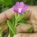 Epilobium hirsutum L.Epilobium hirsutum L.