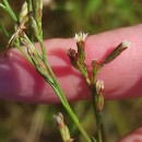 Symphyotrichum squamatum (Spreng.) G.L.NesomSymphyotrichum squamatum (Spreng.) G.L.Nesom