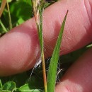Luzula multiflora (Ehrh.) Lej.Luzula multiflora (Ehrh.) Lej.