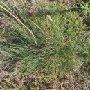 Agrostis curtisii KerguélenAgrostis curtisii Kerguélen
