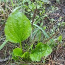 Plantago major  L.Plantago major  L.