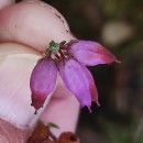 Erica ciliaris L.Erica ciliaris L.