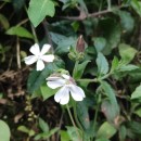 Silene latifolia Poir.Silene latifolia Poir.